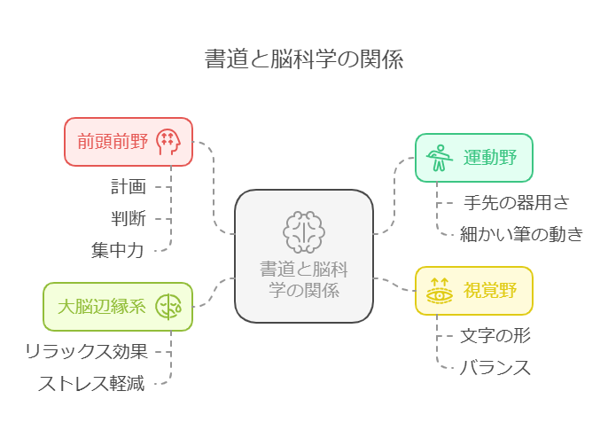 書道と脳科学の関係 visual selection